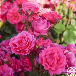 Countryman>Heirloom Roses New