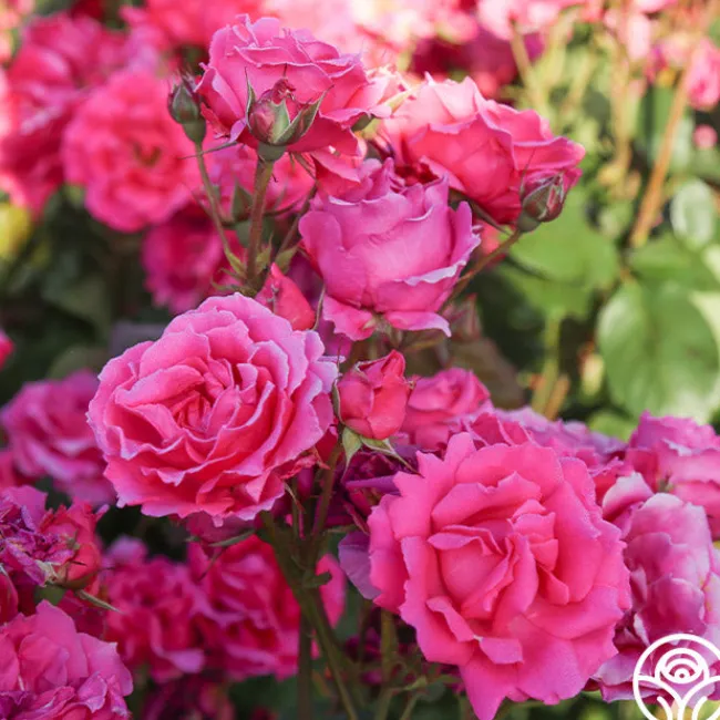Countryman>Heirloom Roses New