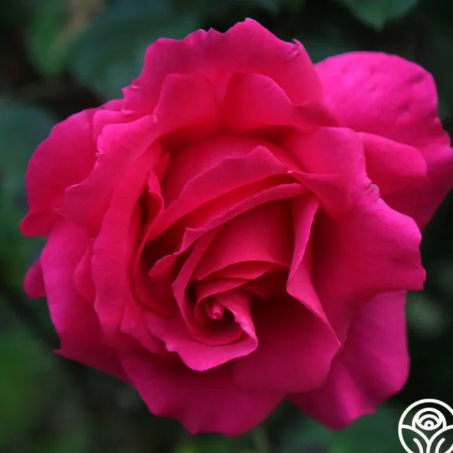 Countryman>Heirloom Roses New