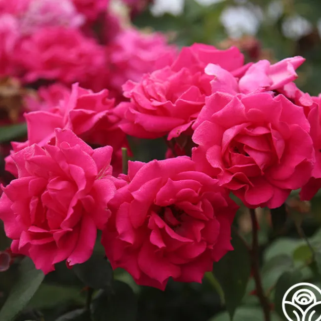 Countryman>Heirloom Roses New