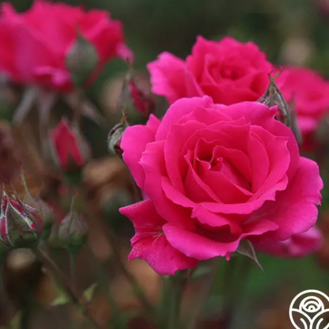 Countryman>Heirloom Roses New