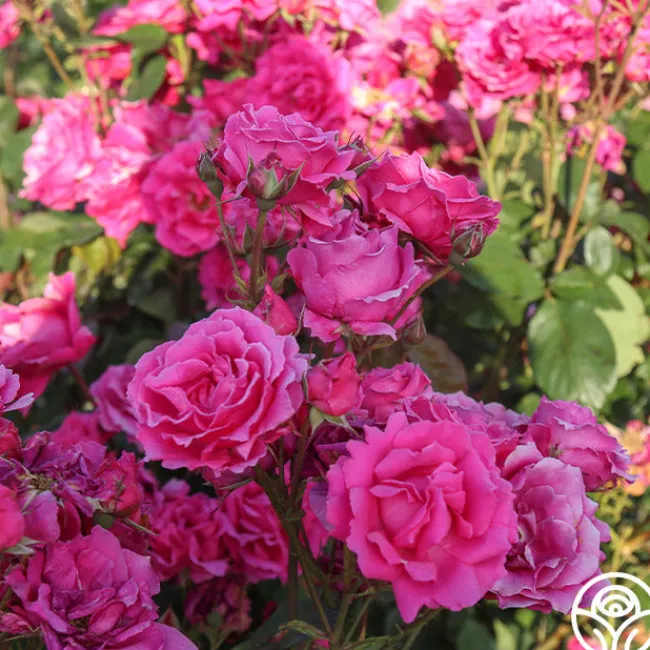 Countryman>Heirloom Roses New