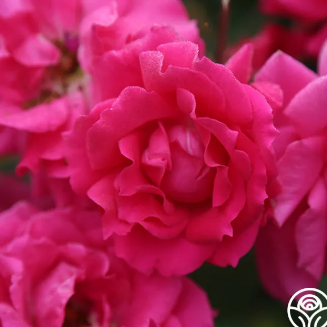 Countryman>Heirloom Roses New