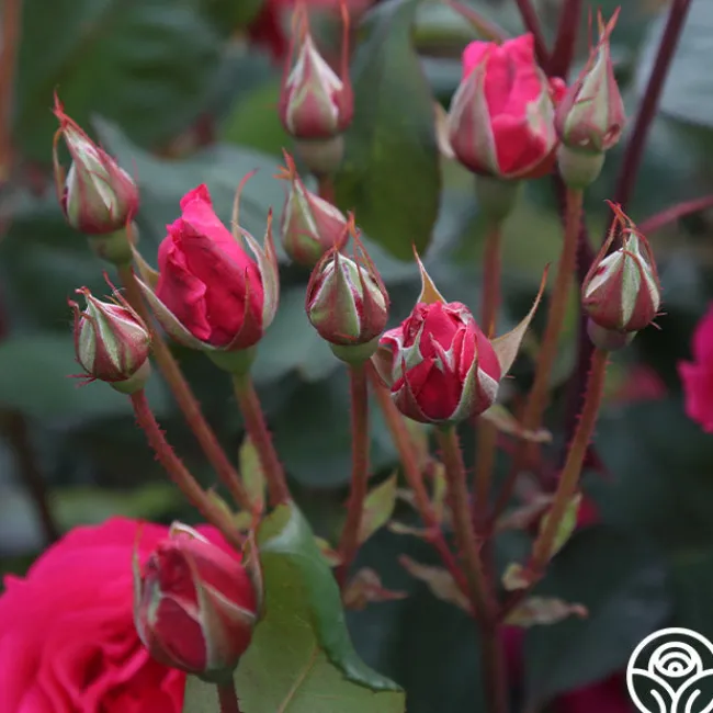 Countryman>Heirloom Roses New