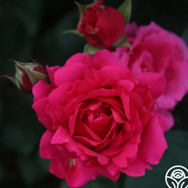 Countryman>Heirloom Roses New