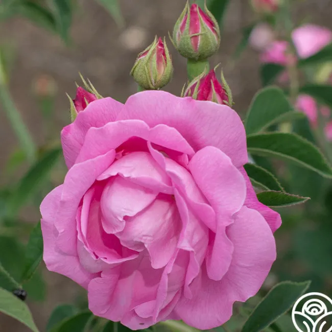 Coupe D' Hebe>Heirloom Roses Sale