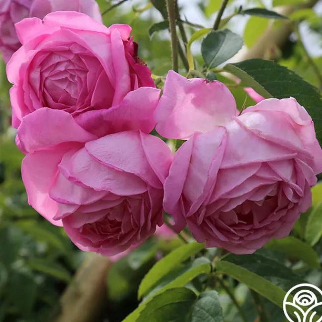 Coupe D' Hebe>Heirloom Roses Sale