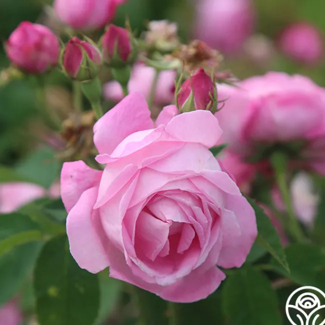 Coupe D' Hebe>Heirloom Roses Sale