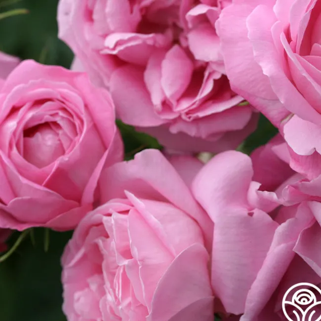 Coupe D' Hebe>Heirloom Roses Sale