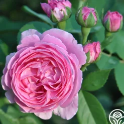 Coupe D' Hebe><noscript><img width=