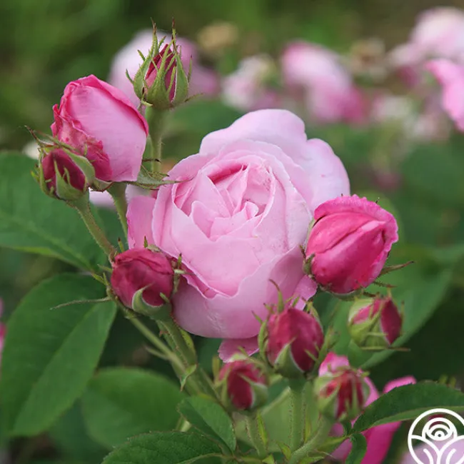 Coupe D' Hebe>Heirloom Roses Sale