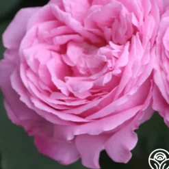Coupe D' Hebe><noscript><img width=