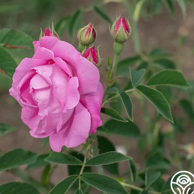 Coupe D' Hebe>Heirloom Roses Sale