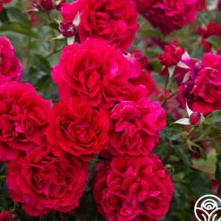 Courageous™>Heirloom Roses Best