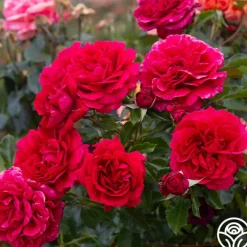 Courageous™><noscript><img width=