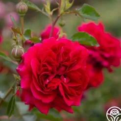 Courageous™><noscript><img width=