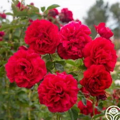 Courageous™><noscript><img width=