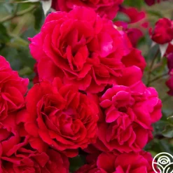 Courageous™><noscript><img width=