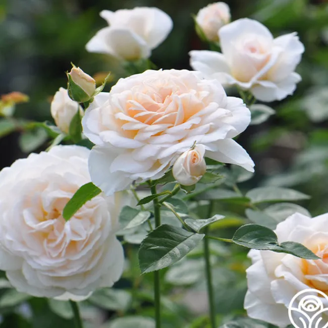 Cream Abundance™>Heirloom Roses Clearance