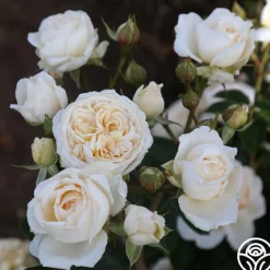 Cream Abundance™><noscript><img width=