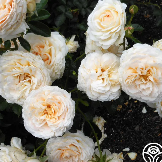 Cream Abundance™>Heirloom Roses Clearance