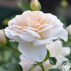 Cream Abundance™><noscript><img width=