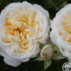 Cream Abundance™><noscript><img width=
