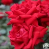 Crimson Bouquet™>Heirloom Roses Hot