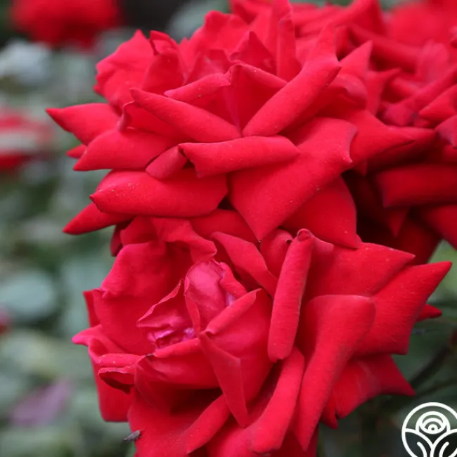 Crimson Bouquet™>Heirloom Roses Hot
