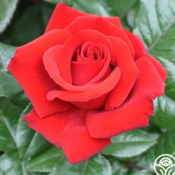 Crimson Bouquet™><noscript><img width=