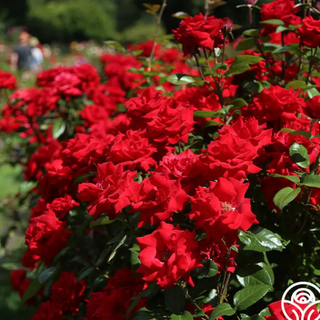 Crimson Bouquet™>Heirloom Roses Hot