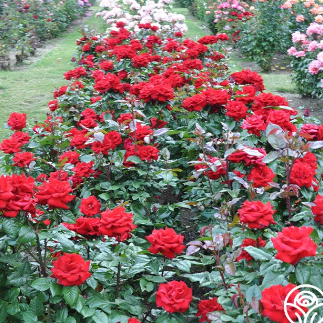 Crimson Bouquet™>Heirloom Roses Hot