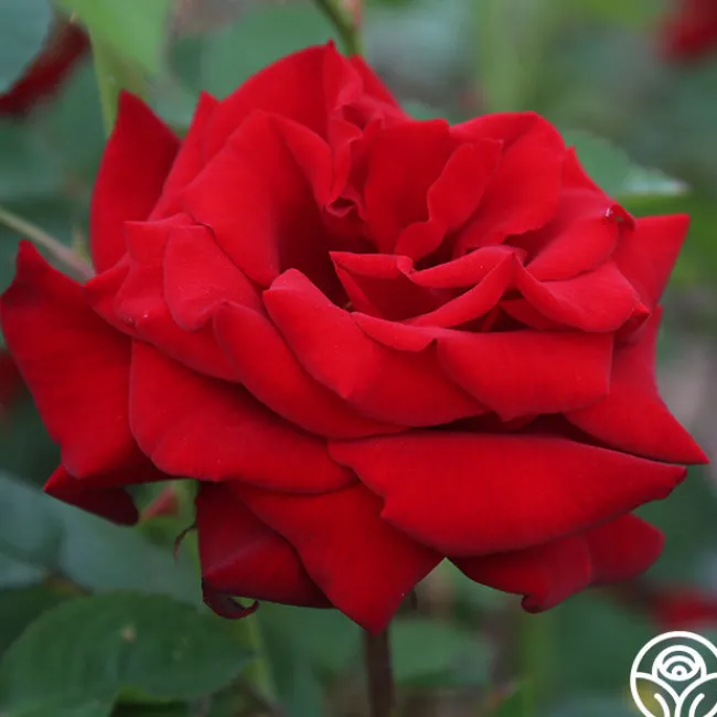 Crimson Bouquet™>Heirloom Roses Hot
