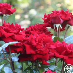 Crimson Bouquet™><noscript><img width=