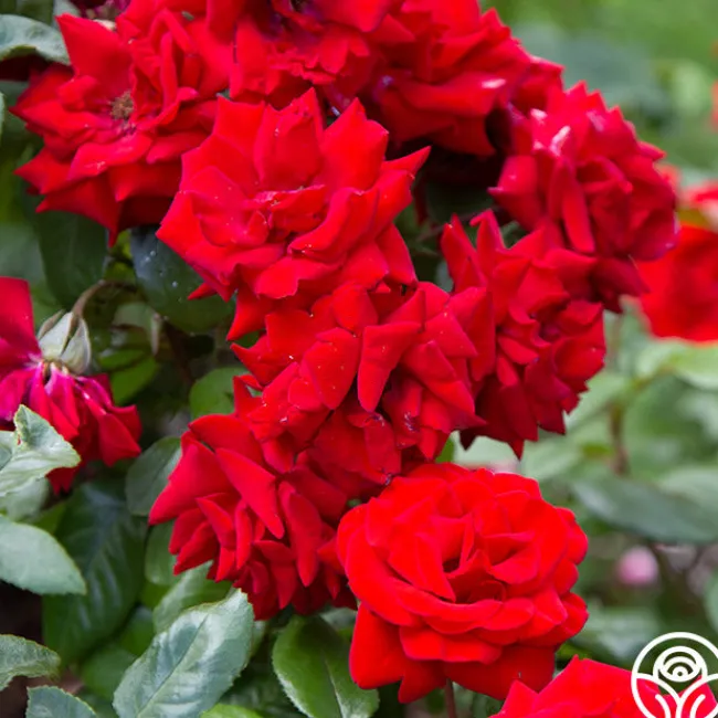 Crimson Bouquet™>Heirloom Roses Hot