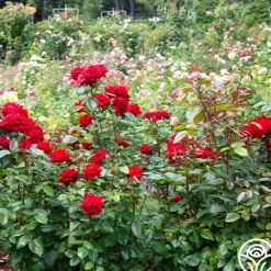Crimson Bouquet™><noscript><img width=