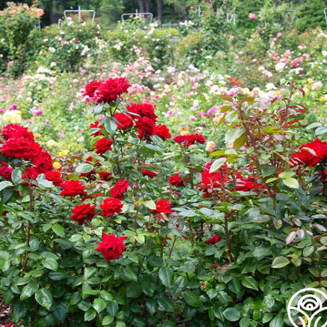 Crimson Bouquet™>Heirloom Roses Hot