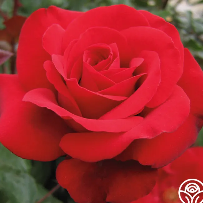 Crimson Bouquet™>Heirloom Roses Hot