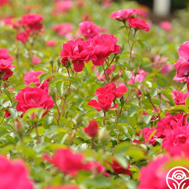 Crimson Floorshow>Heirloom Roses Online
