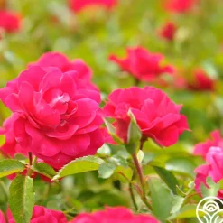 Crimson Floorshow>Heirloom Roses Online