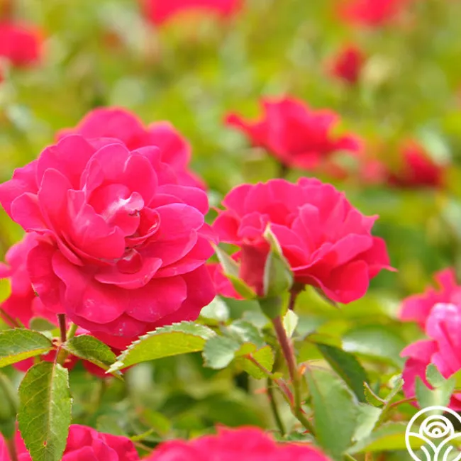 Crimson Floorshow>Heirloom Roses Online