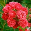 Crimson Rambler>Heirloom Roses Outlet