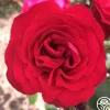 Crimson Sky>Heirloom Roses New