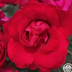 Crimson Sky>Heirloom Roses New
