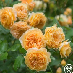 Crown Princess Margareta®>Heirloom Roses Hot