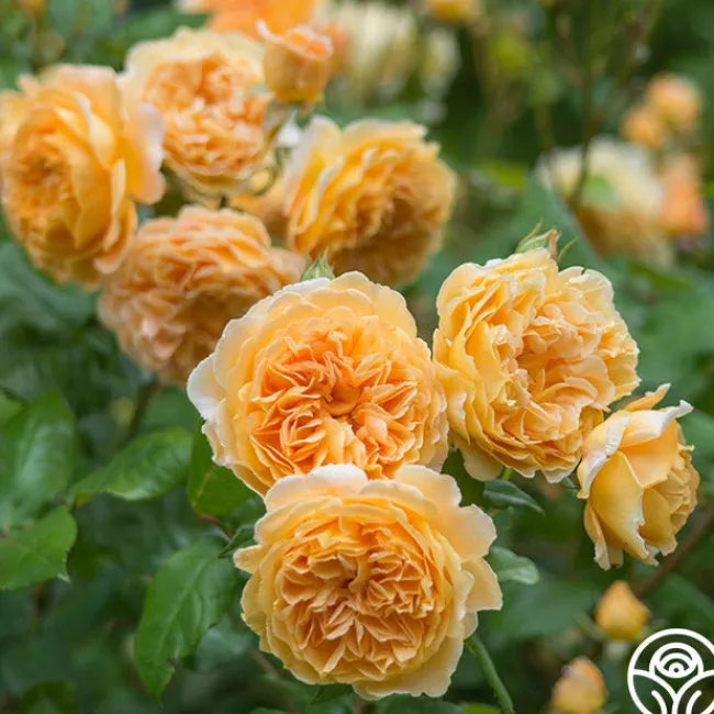 Crown Princess Margareta®>Heirloom Roses Hot