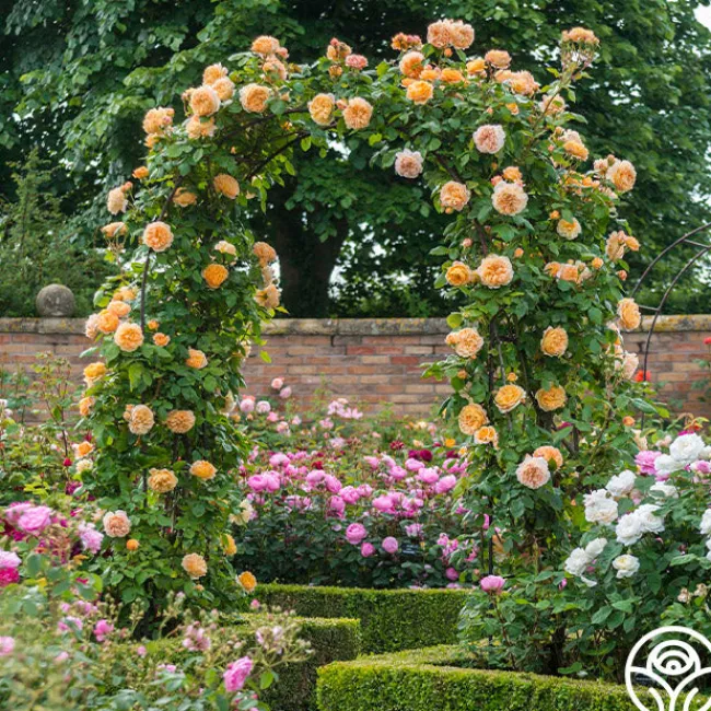 Crown Princess Margareta®>Heirloom Roses Hot