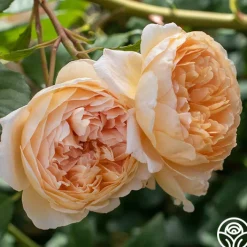 Crown Princess Margareta®><noscript><img width=
