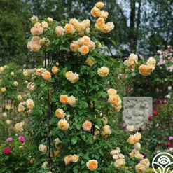 Crown Princess Margareta®><noscript><img width=