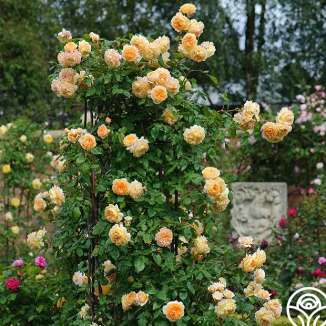 Crown Princess Margareta®>Heirloom Roses Hot